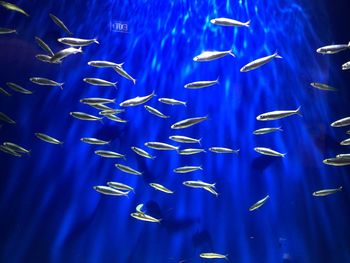 Fishes swimming in sea