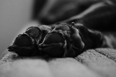 Close-up of dog paws