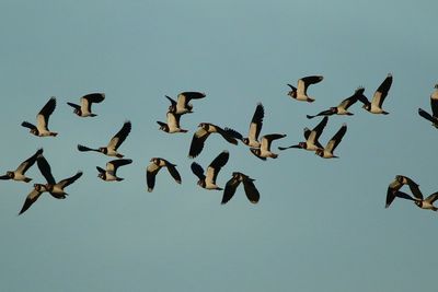 Low angle view of birds flying against clear sky