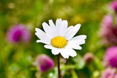 Close-up of white flowering plant