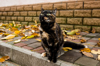 Portrait of cat sitting on footpath