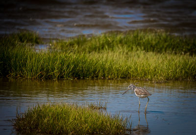 High angle view of gray heron in lake