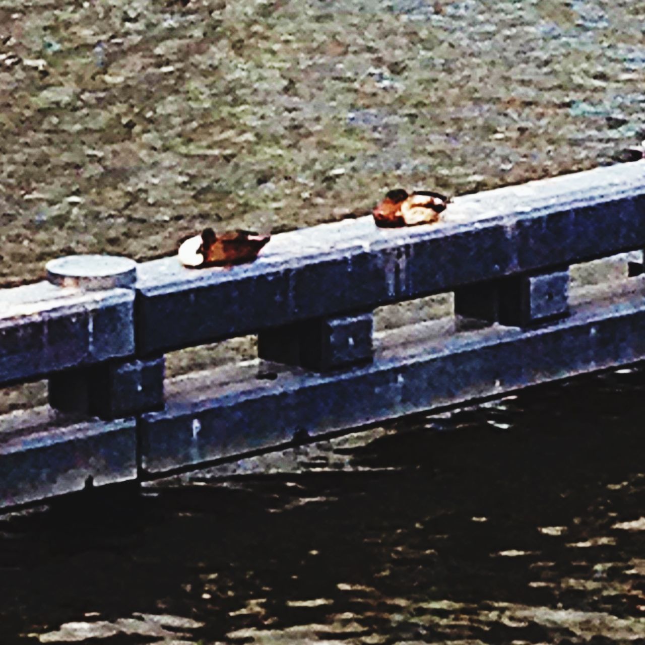 water, lifestyles, leisure activity, full length, lake, pier, day, outdoors, high angle view, bird, men, wood - material, river, nature, railing, built structure, animal themes, standing