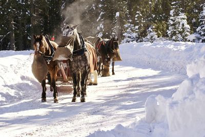  horses pulling cart in snow