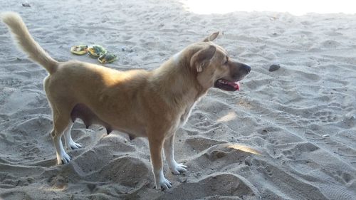 High angle view of dog on beach