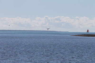 Birds flying over sea against sky