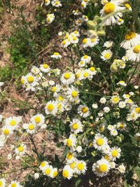 Close-up of yellow daisy flowers on field