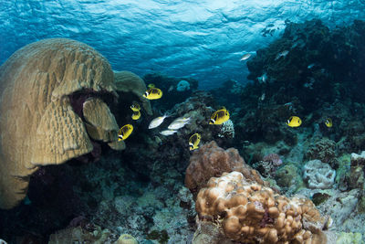 Fish swimming in sea