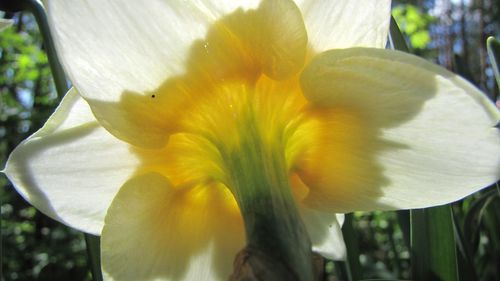 Close-up of white flowers