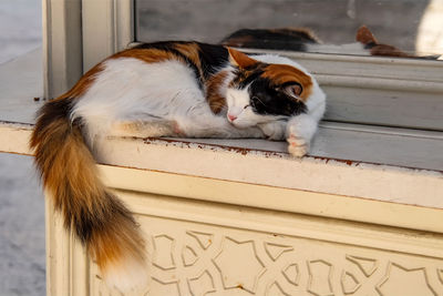 Portrait of cat resting