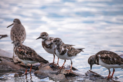 Nesting ruddy turnstone wading bird arenaria interpres along the shoreline of barefoot beach