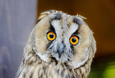 Close-up portrait of owl