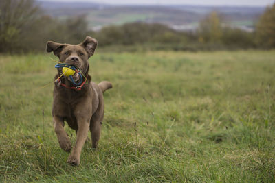 Dog running on field