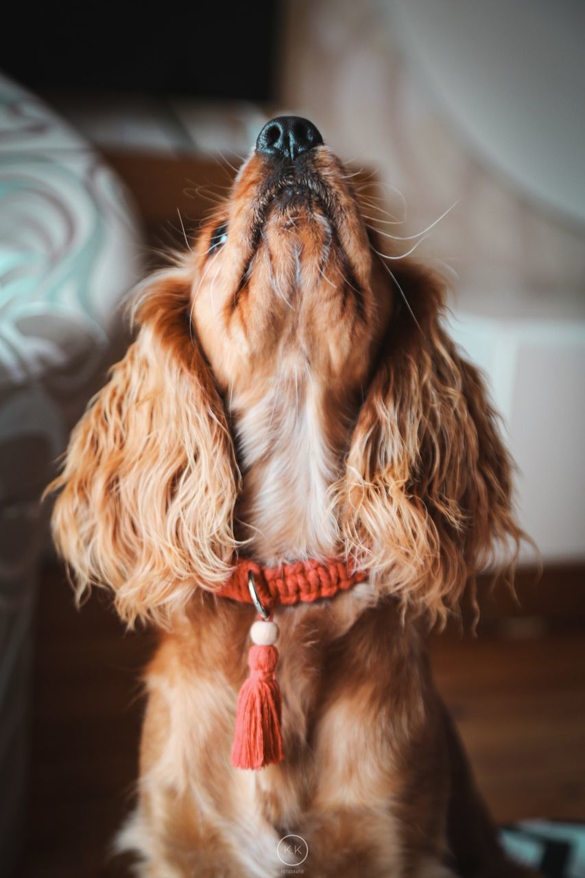 animal themes, animal, one animal, pet, mammal, domestic animals, dog, canine, close-up, lap dog, indoors, carnivore, no people, puppy, animal hair, brown, portrait, focus on foreground, cute, sitting, spaniel