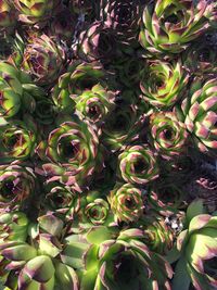 Full frame shot of succulent plant