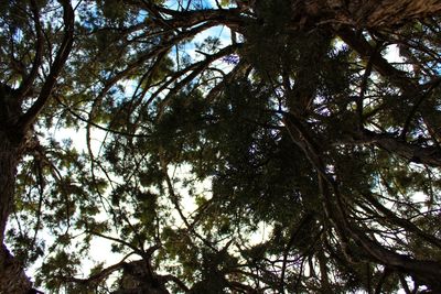 Low angle view of trees against sky