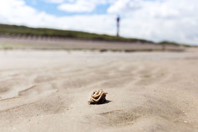 Close-up of crab on sand