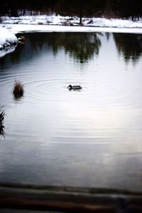 Birds in calm lake