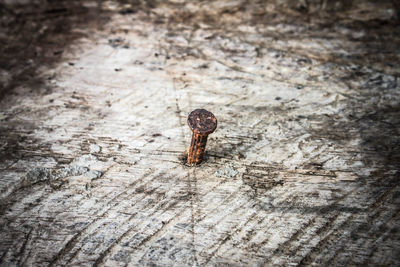 Close-up of lizard on wood