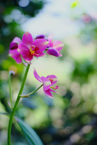 Close-up of pink flowering plant