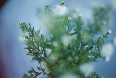 Close-up of plant against blurred background