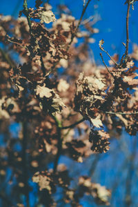 Close-up of cherry blossom tree