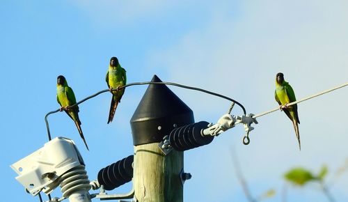 Low angle view of birds perching on cable against sky
