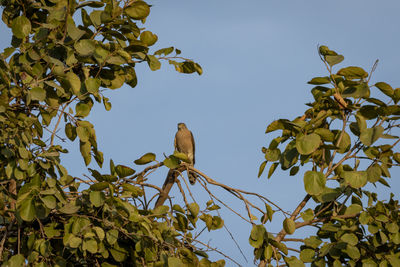 Low angle view of bird perching on tree against sky