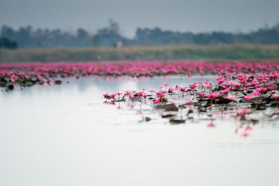 Pink lotus water lily in lake against sky