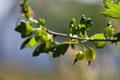 Close-up of berries growing on tree