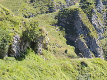 High angle view of trees on land