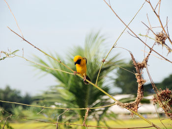 Bird in the garden