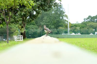Bird perching on man in park