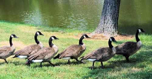 Ducks on grass by lake