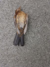 High angle view of lizard