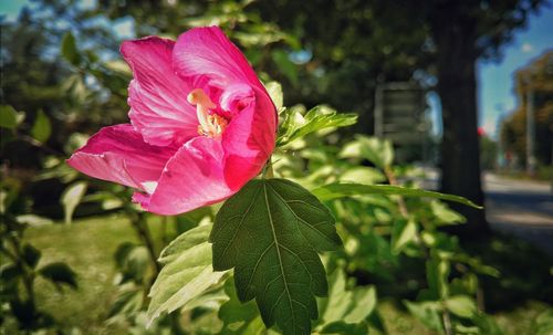 Close-up of pink hibiscus blooming outdoors