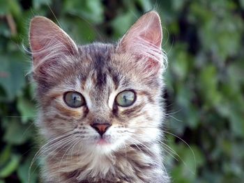 Close-up portrait of cat