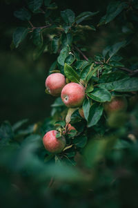 Close-up of fruit growing on tree