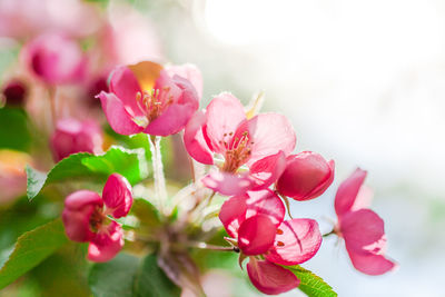 Close-up of pink flowering plants