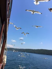 Seagulls flying over sea