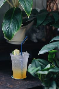 Close-up of drink on table against plants