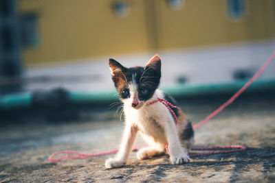 Close-up of kitten sitting outdoors