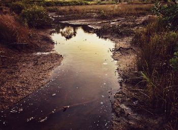 Reflection of trees in puddle