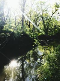 Reflection of trees in lake