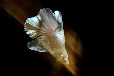 Close-up of white fish