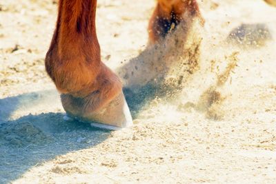 Low section of horse on beach