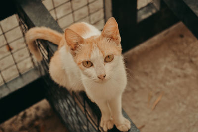 High angle view of cat
