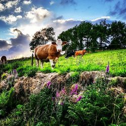 Cows grazing on grassy field