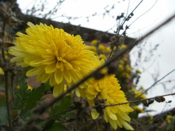 Close-up of yellow flowers blooming outdoors