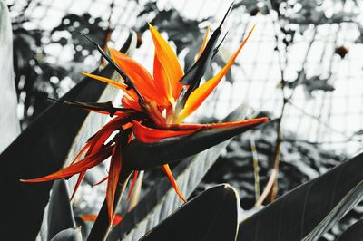 Close-up of flower blooming outdoors